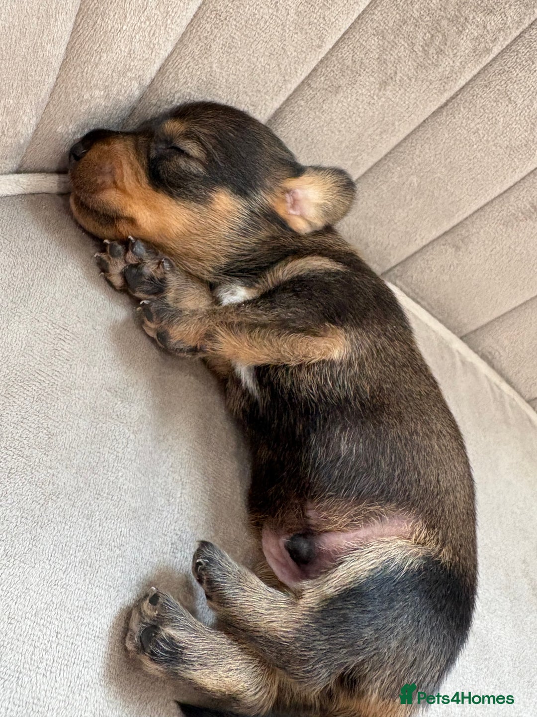 Miniature Dachshund dogs for sale: Gorgeous Long &short haired mini dachshund puppies - Image 10