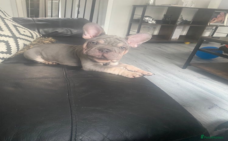 French Bulldog dogs in London - Advert 1