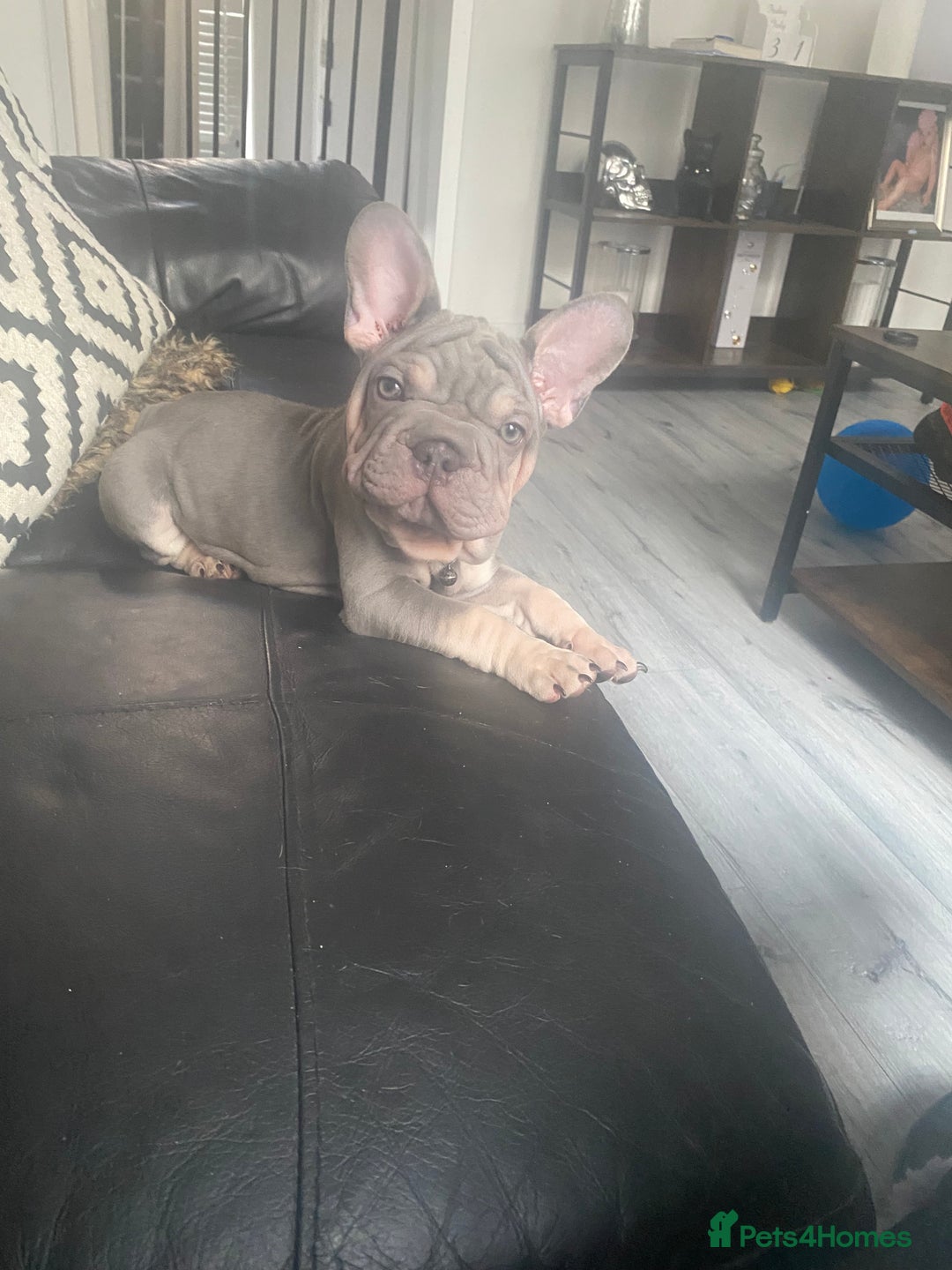 French Bulldog dogs for sale: 2 velvet boys available  in London - Image 2