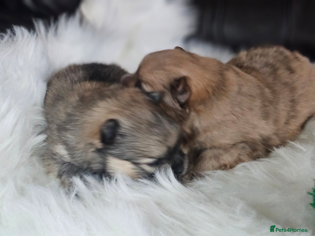 Pomeranian dogs for sale: 4 beautifull pomeranian puppies  - Advert 18