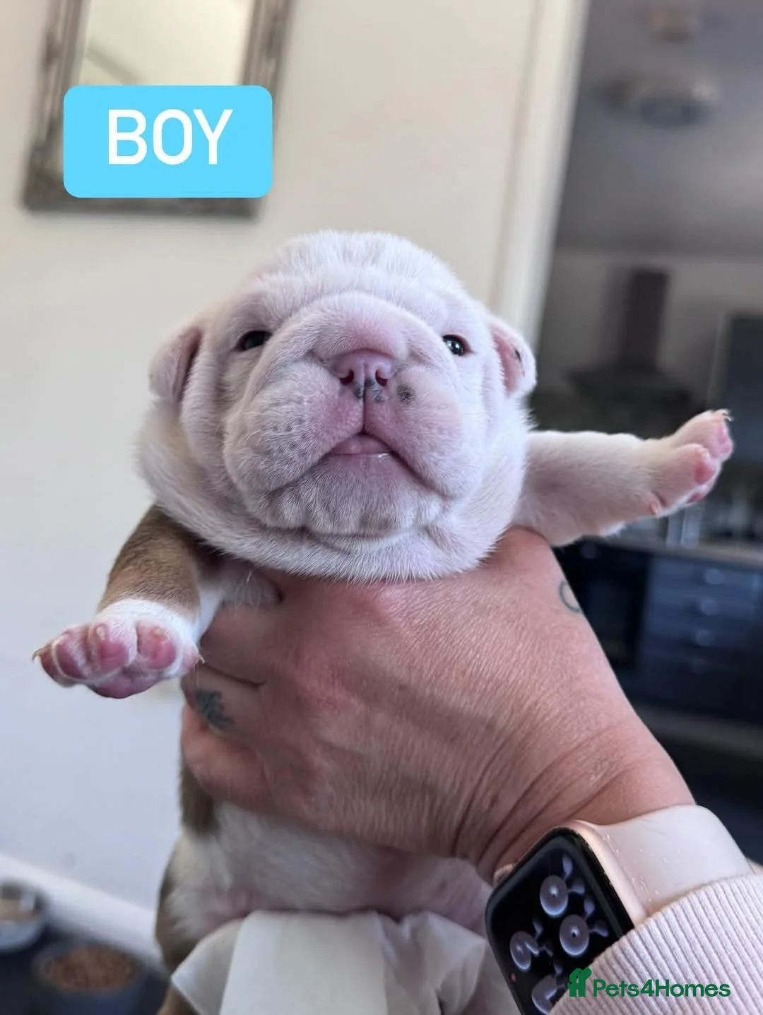 English Bulldog dogs for stud: Charlie for stud lilac and tan fullsuit - Advert 9