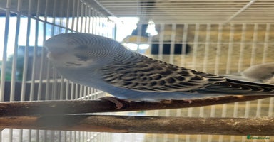 Budgerigars birds - Advert 9