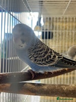 Budgerigars birds - Advert 7