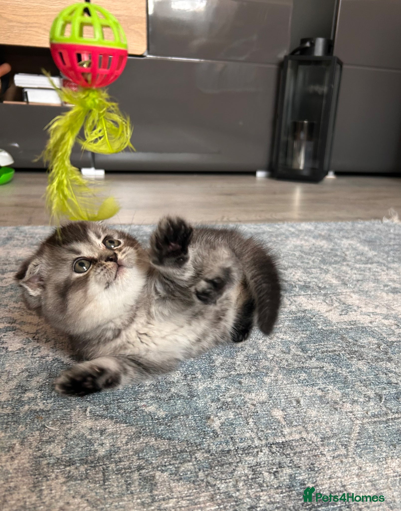 Scottish Fold cats Lovely , playful kittens looking for home  - Advert 5
