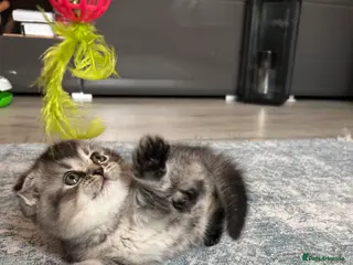 Scottish Fold cats Lovely , playful kittens looking for home - Advert 5