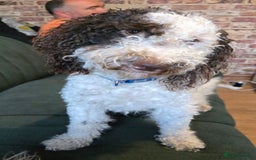 Cockapoo dogs for sale: Cockapoo - Image 1