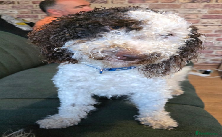 Cockapoo dogs - Advert 1