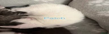 Mixed Breed Kitten 1