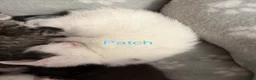 Mixed Breed cats for sale: Kittens for sale  - Advert 11