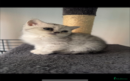 British Shorthair cats for sale: Last Chunky Golden Boy  ❤️ - Image 8