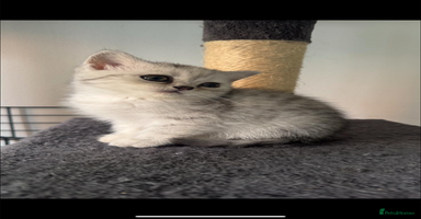British Shorthair cats - Advert 5