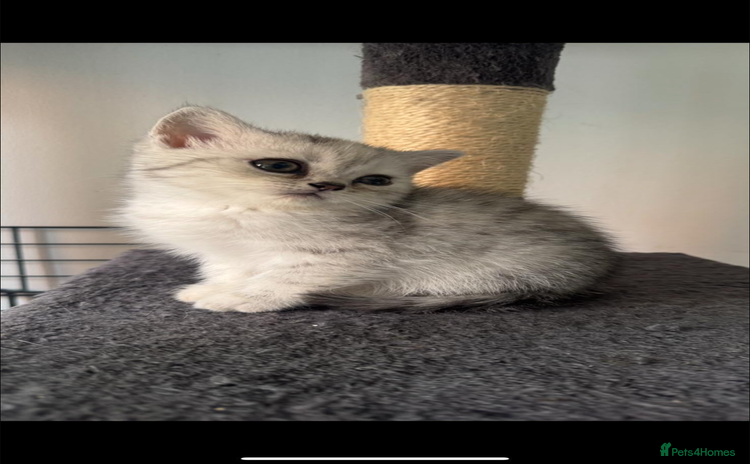 British Shorthair cats - Advert 4