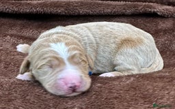 Double Doodle dogs for sale: Double Doodle puppies from Health tested parents - Image 14