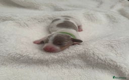 Miniature Dachshund dogs for sale: Miniature Dachshund Puppies - Image 4