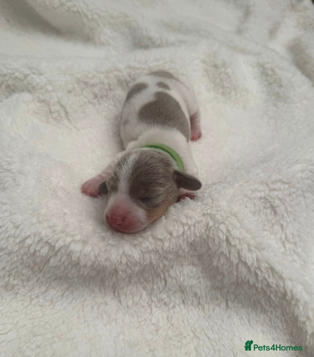 Miniature Dachshund dogs for sale: Miniature Dachshund Puppies - Image 4