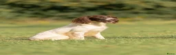 English Springer Spaniel dogs for sale: Daisy  - Advert 2