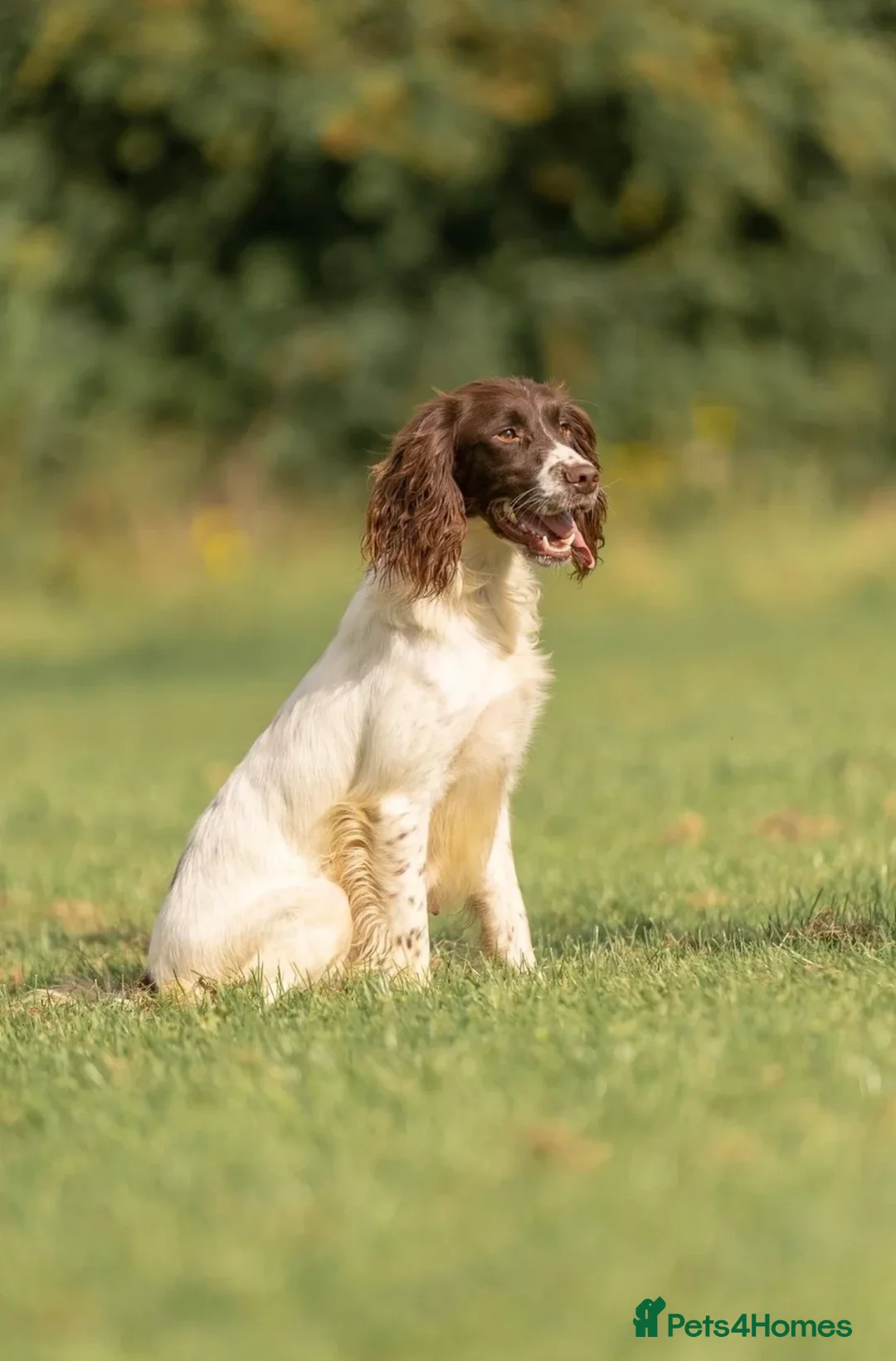 English Springer Spaniel dogs for sale: Daisy  - Advert 2