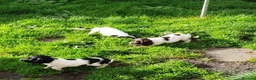 English Springer Spaniel dogs for sale: KC English Springer Spaniel pups - Advert 7