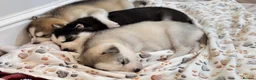 Siberian Husky dogs for sale: Pure Siberian Huskies 3 Puppies - Advert 6