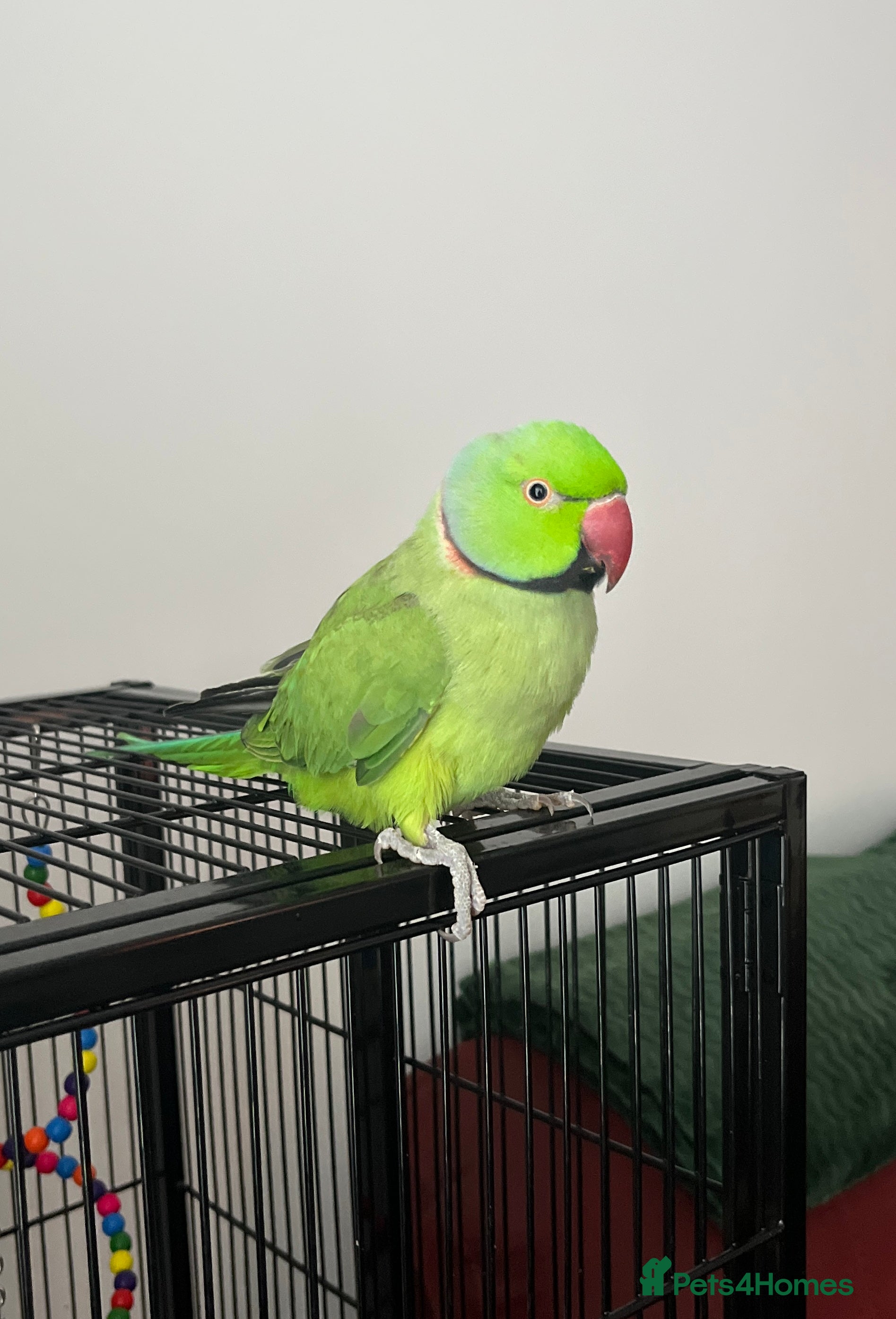 Ringnecks birds Green Indian Ringneck Parakeet - Advert 2