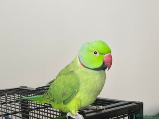 Ringnecks birds Green Indian Ringneck Parakeet - Advert 2