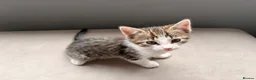 Mixed Breed cats for sale: Four beautiful kittens ready for forever home in Southampton - Advert 6