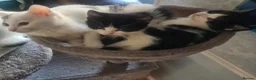 Mixed Breed cats for sale: 3 friendly loving kittens - Advert 4