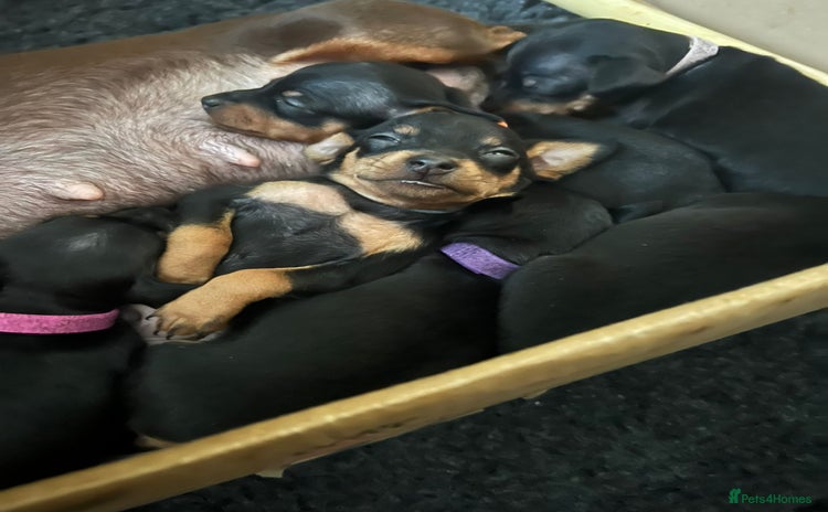 Miniature Pinscher dogs Miniature pinscher pups - Advert 13