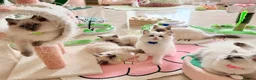Ragdoll cats for sale: Elite TICA Ragdoll Kittens from Champion Lines  - Advert 2