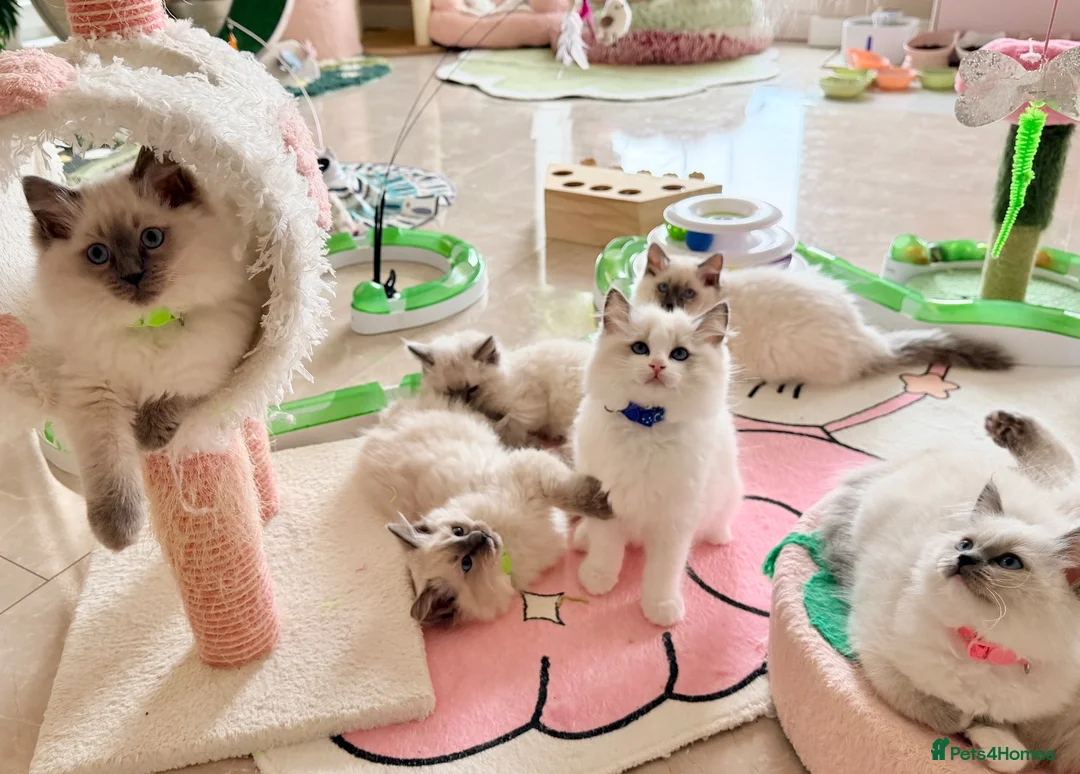 Ragdoll cats for sale: Elite TICA Ragdoll Kittens from Champion Lines  - Advert 2