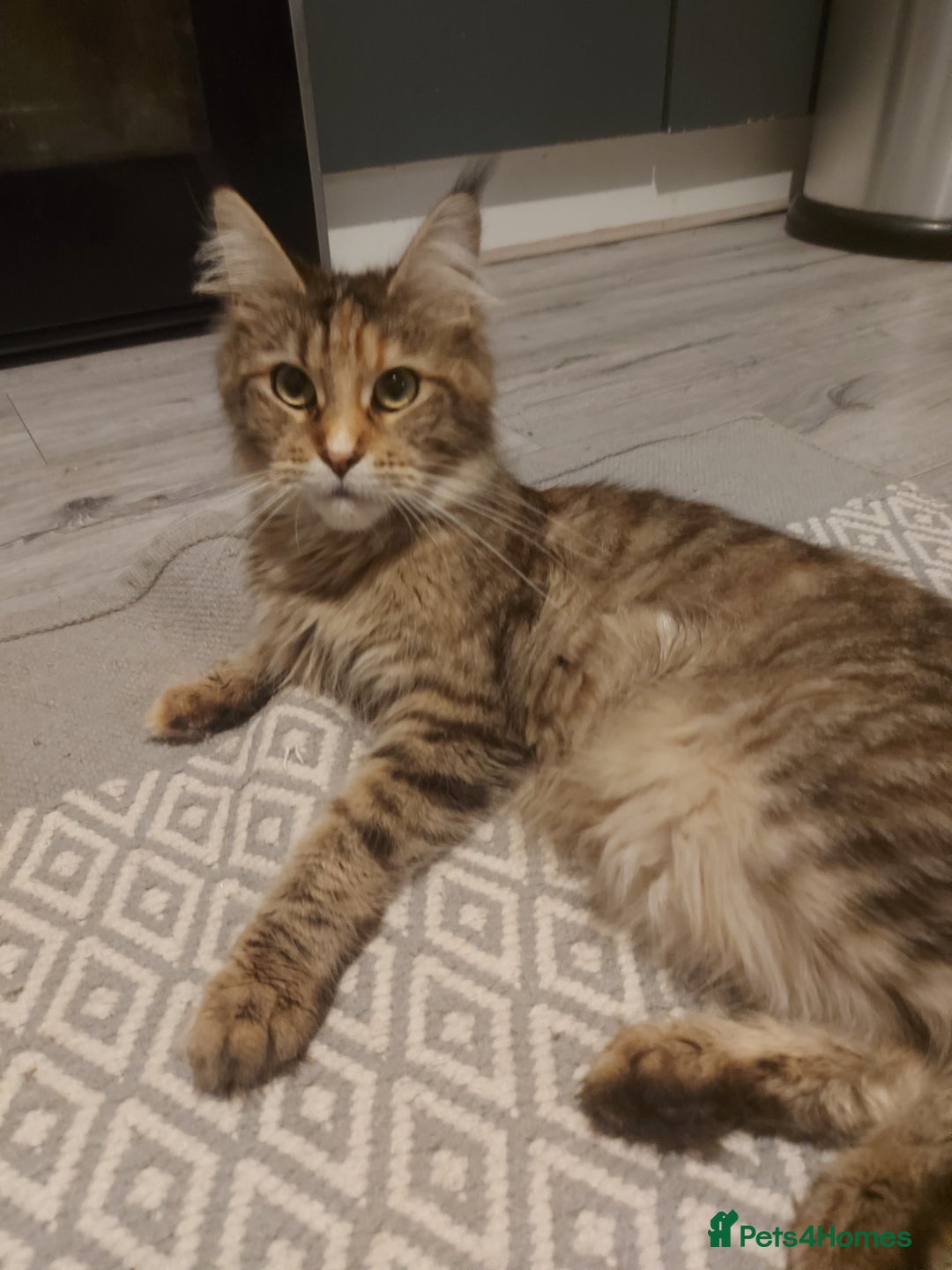Maine Coon cats for sale: Beautiful Maine-coon girl.  - Advert 7