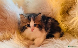 Mixed Breed cats for sale: Super gorgeous Maine coon kittens ready to go now - Image 6