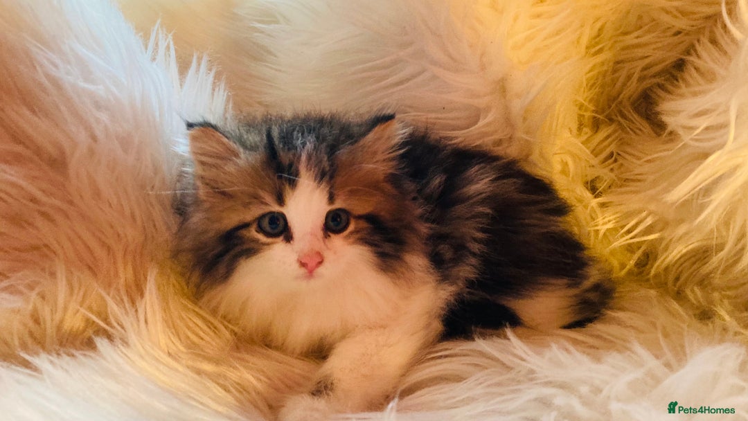 Mixed Breed cats for sale: Super gorgeous Maine coon kittens ready to go now - Image 6