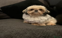 Malshi dogs for sale: Maltese x shihtzu  puppy white with beige ears - Image 8