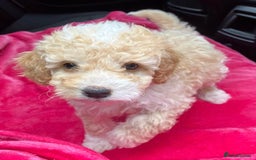 Cockapoo dogs for sale: Stunning cockerpoo puppies - Image 1