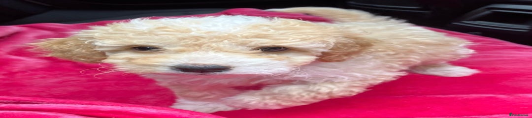 Cockapoo Puppy 1