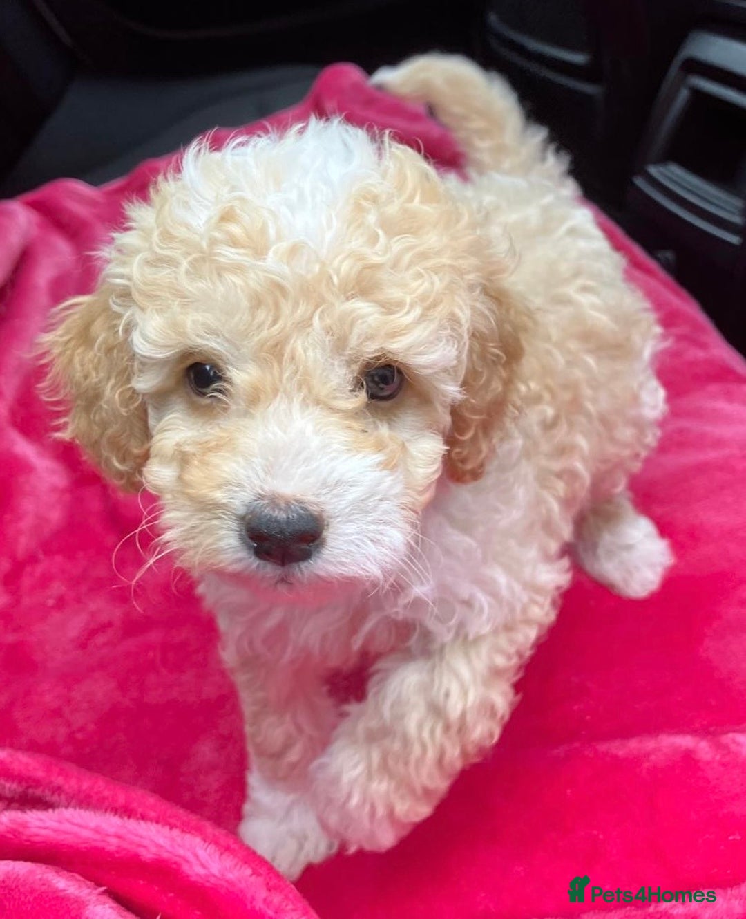 Cockapoo dogs for sale: Stunning cockerpoo puppies - Image 1