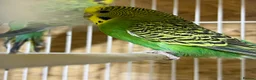 Budgerigars birds for sale: 18 budgies for sale - Advert 11