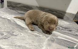 Labrador Retriever dogs for sale: GORGEOUS silver Labradors 🐶  - Advert 7