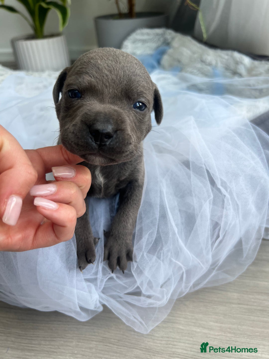 Staffordshire Bull Terrier dogs for sale: 🔷 Pharaon Champion Line Pups 🔷 in Wolverhampton - Image 9