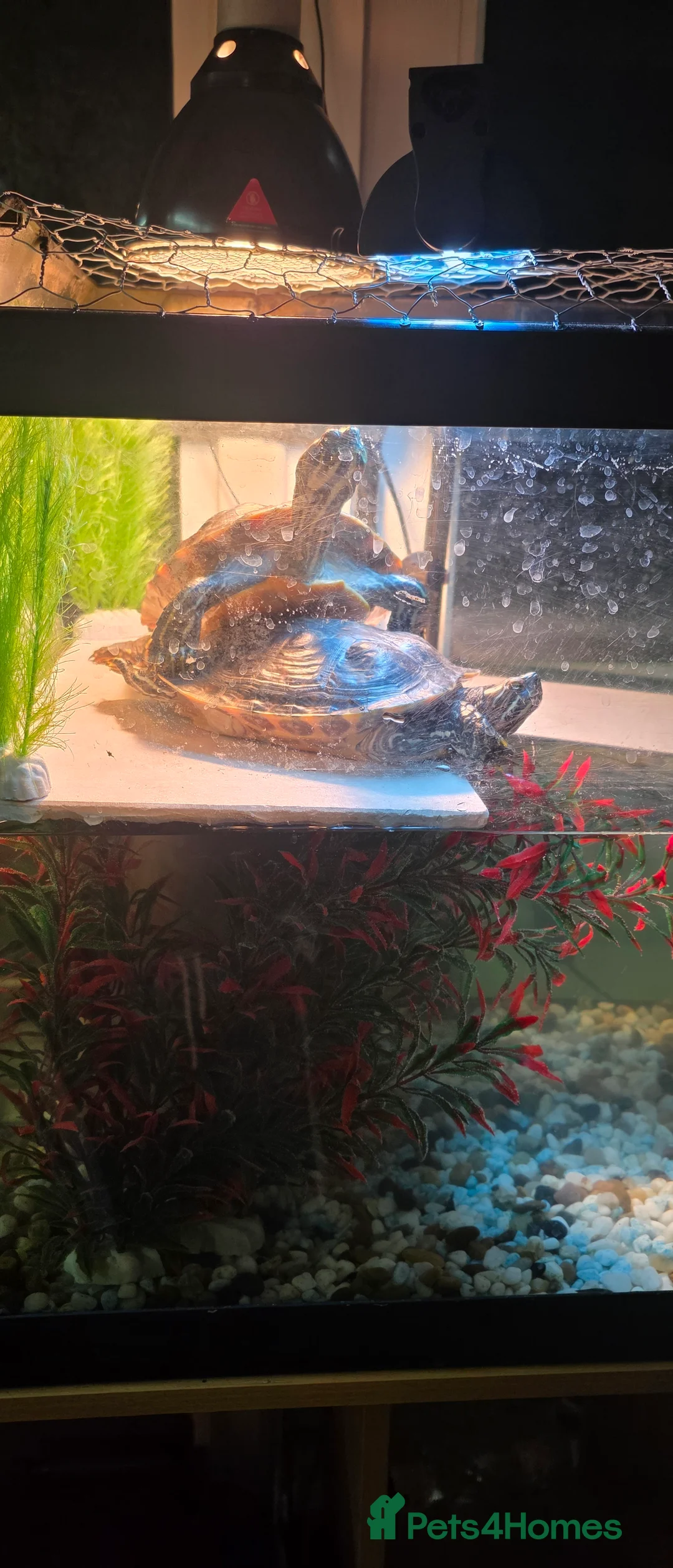 Turtle reptiles for sale: Aquatic turtles for sale. in London - Advert 1