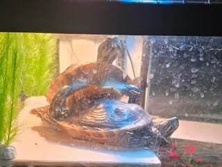 Turtle reptiles Aquatic turtles for sale. in London - Advert 1