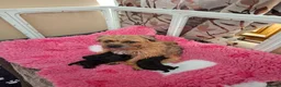 Border Terrier dogs for sale: Border terrier puppies in King's Lynn - Advert 3