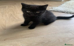British Shorthair cats for sale: British shorthair boys  - Image 8