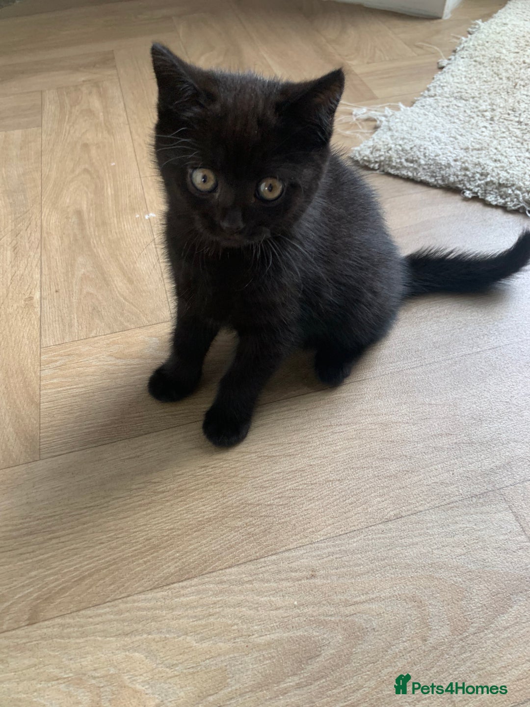 British Shorthair cats for sale: British shorthair boys  - Image 8