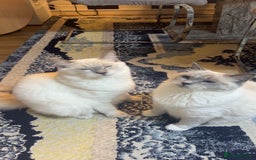 Ragdoll cats for sale: Ragdoll Cats And Kittens. (description) - Image 3