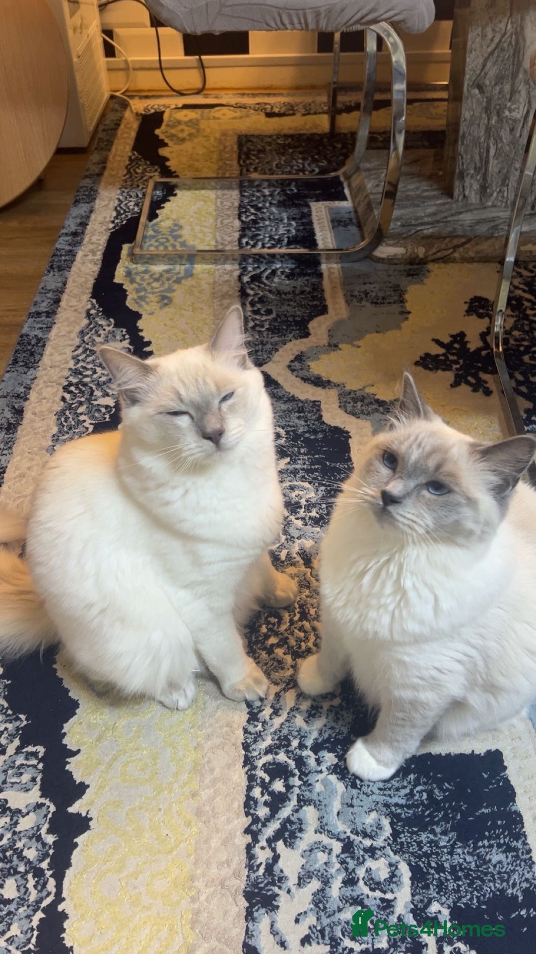 Ragdoll cats for sale: Ragdoll Cats And Kittens. (description) - Image 3
