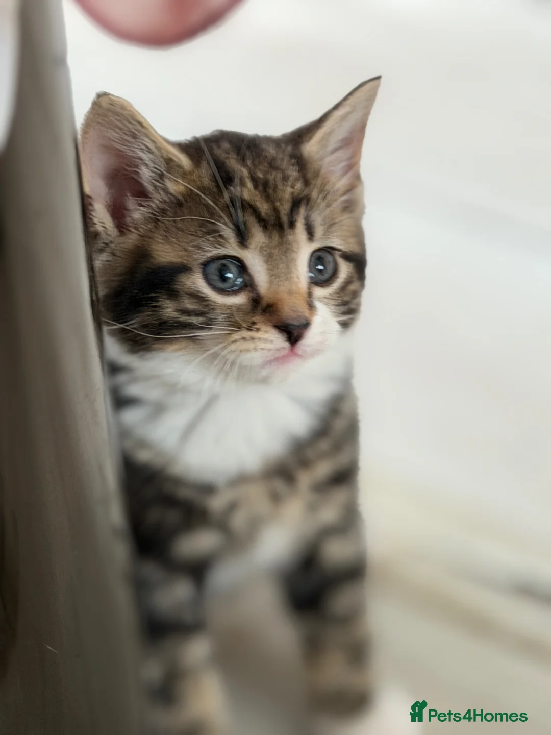 British Shorthair cats for sale: Stunning British Tabby Kittens – Ready April 4th - Advert 1