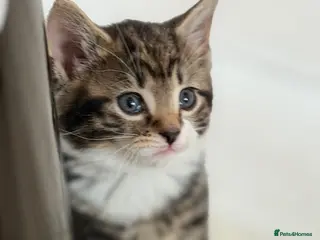 British Shorthair cats for sale: Stunning British Tabby Kittens – Ready April 4th - Advert 2
