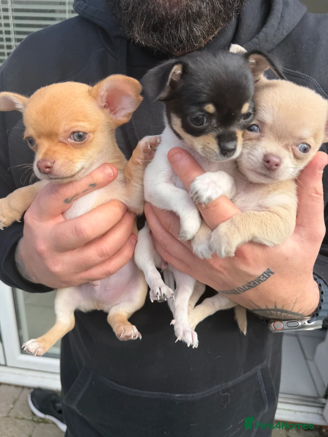 Chihuahua dogs for sale: 2 Rare Blue-Eyed Chihuahua Puppies Available in Newcastle upon Tyne - Advert 1